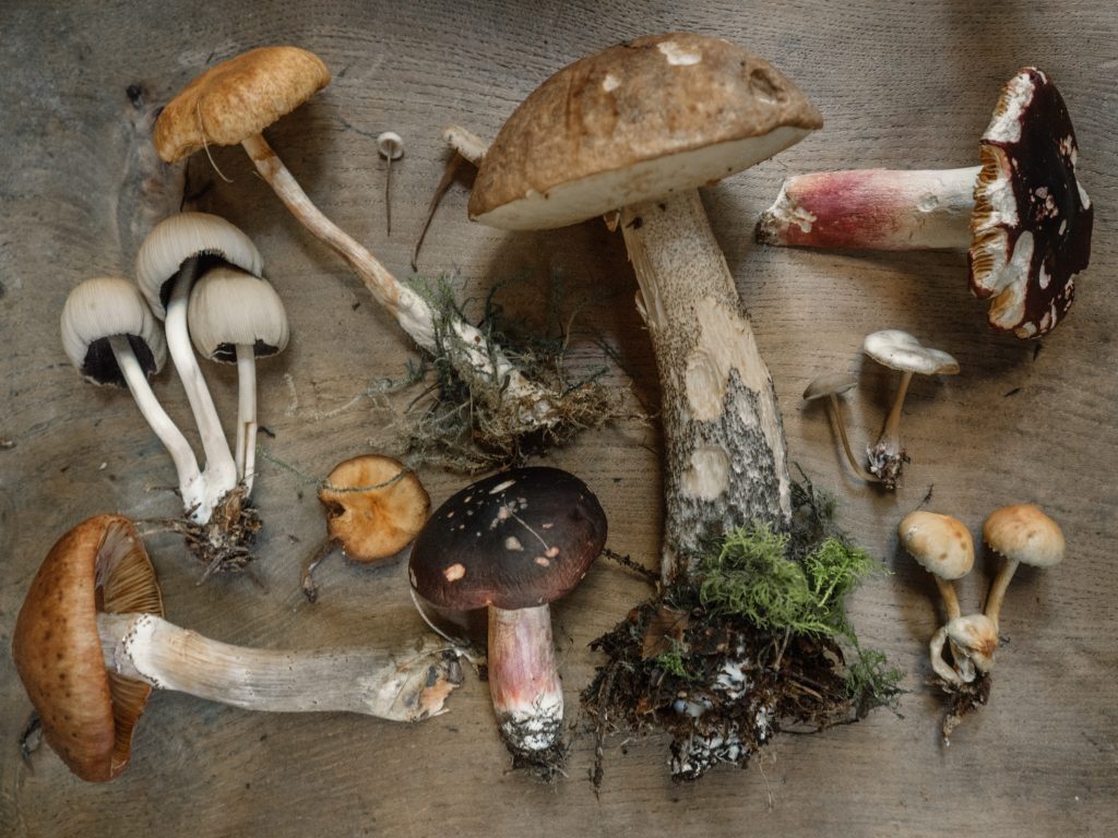fungi porcini