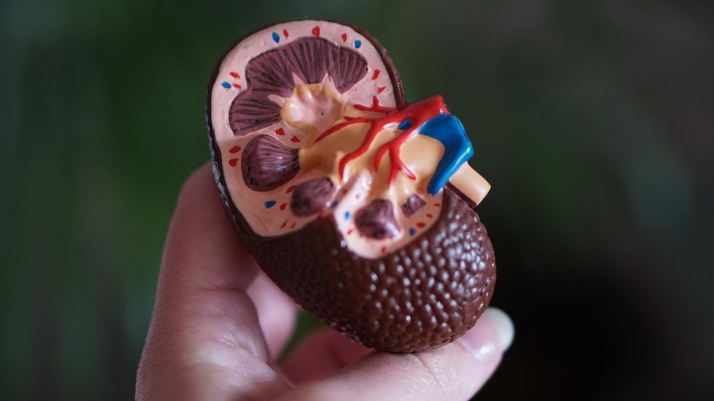 Anatomia rene